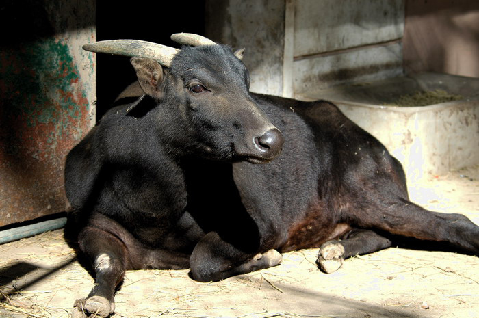 anoa1