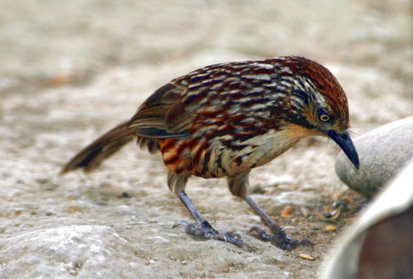 Babax lanceolatus