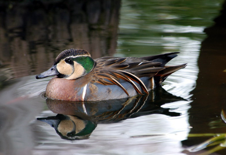 Anseriformes