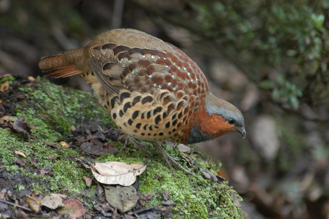 Galliformes