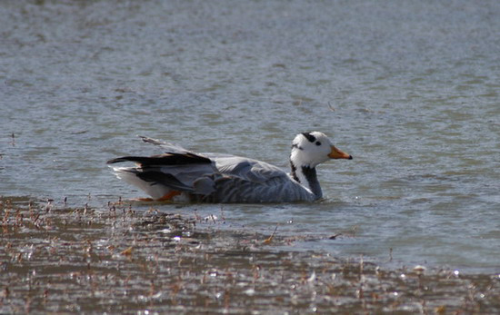 Anseriformes