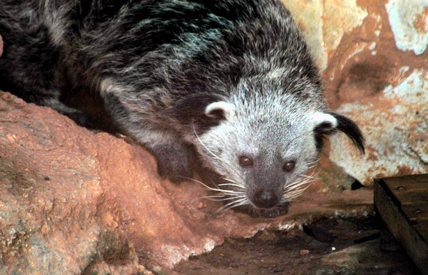 Arctictis binturong