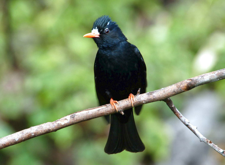 blackbulbul5