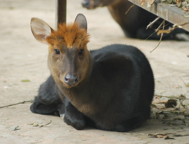 blackmuntjac