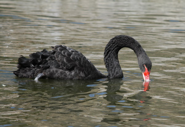 Anseriformes