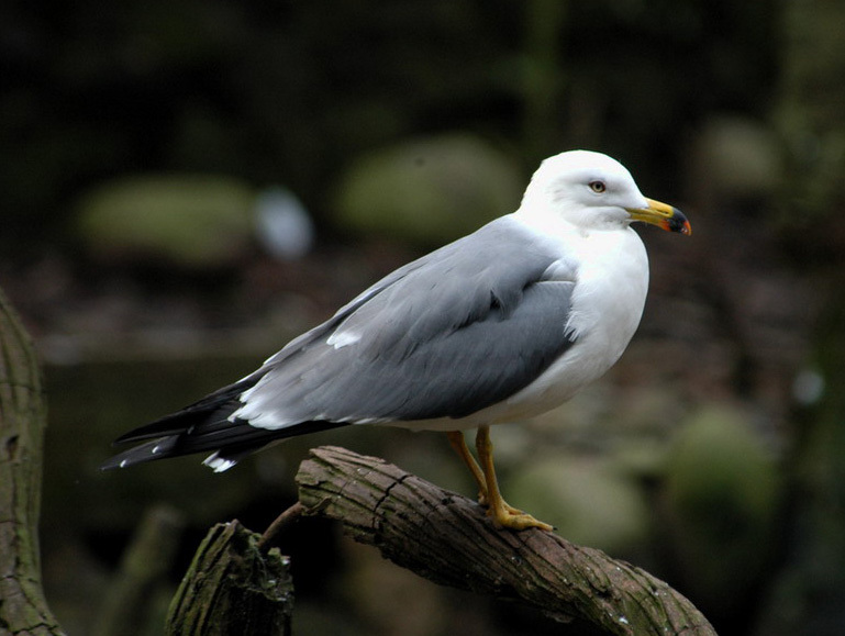 Larus crassirostris