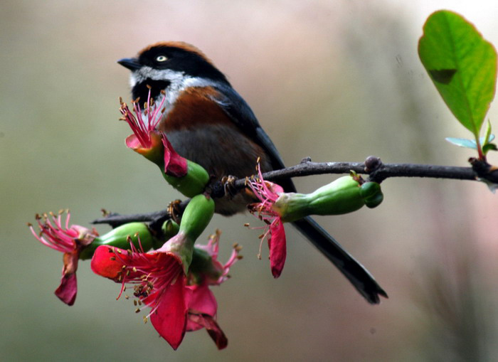 Aegithalos concinnus