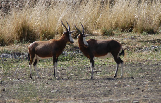 Artiodactyla