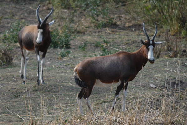 blesbok3