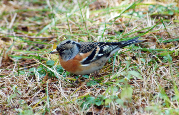 brambling1