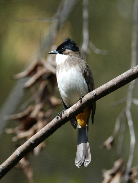 brbreastedbulbul18