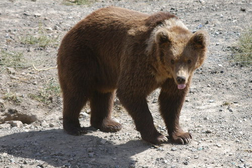 brownbear5