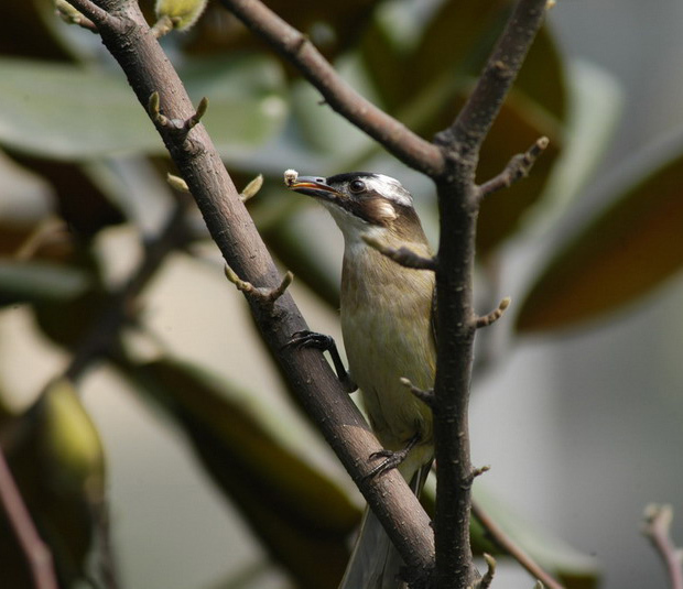 Sylvoidea