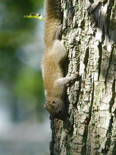 Callosciurus erythraeus