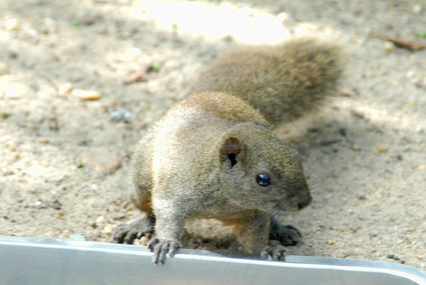 Callosciurus