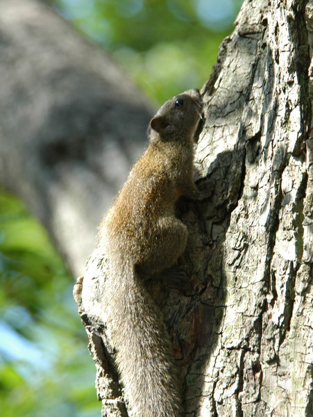 Callosciurus