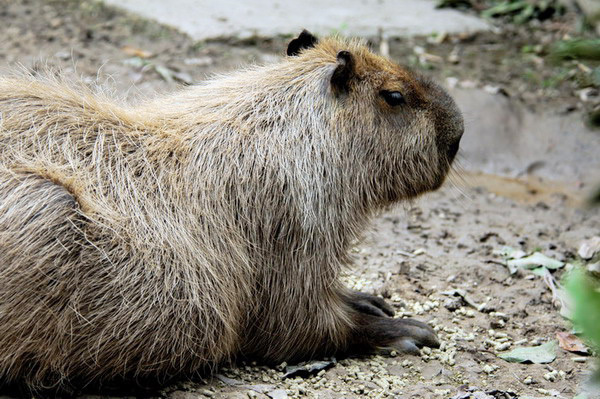 capybara2