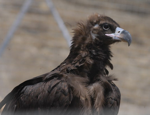 Falconiformes