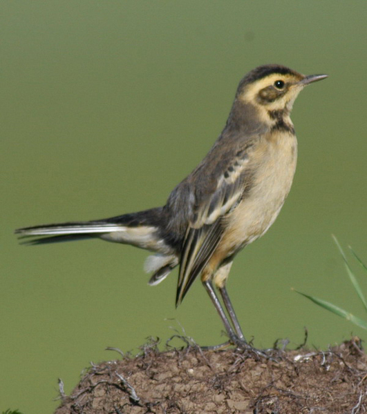 Motacilla citreola