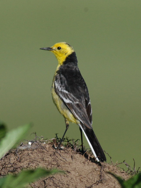 Motacilla citreola