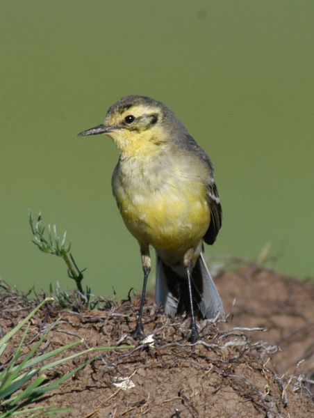 Motacilla citreola