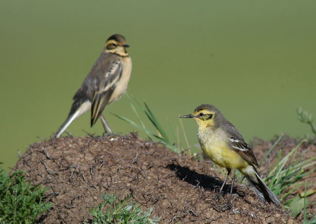 Motacillidae