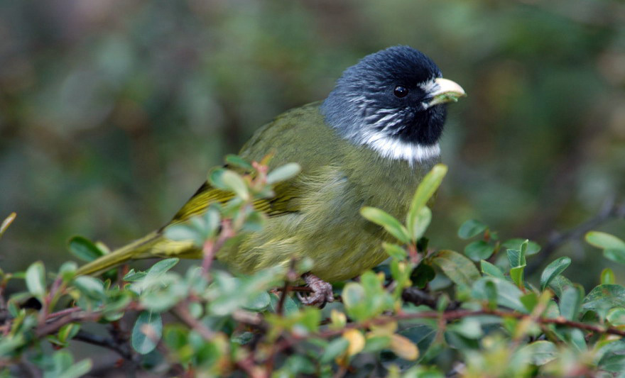 collaredfinchbill2