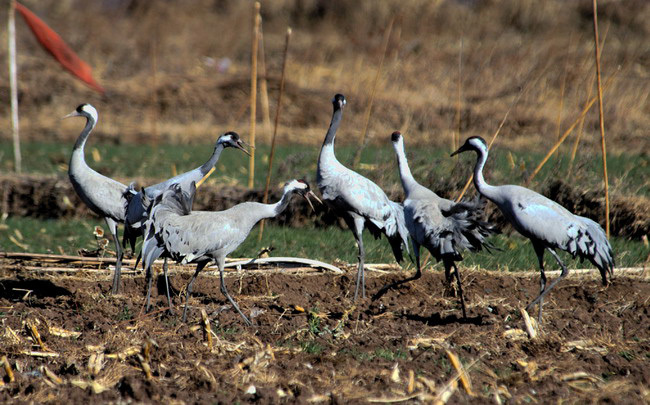 commoncranes11