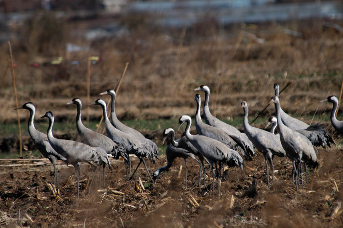 commoncranes13