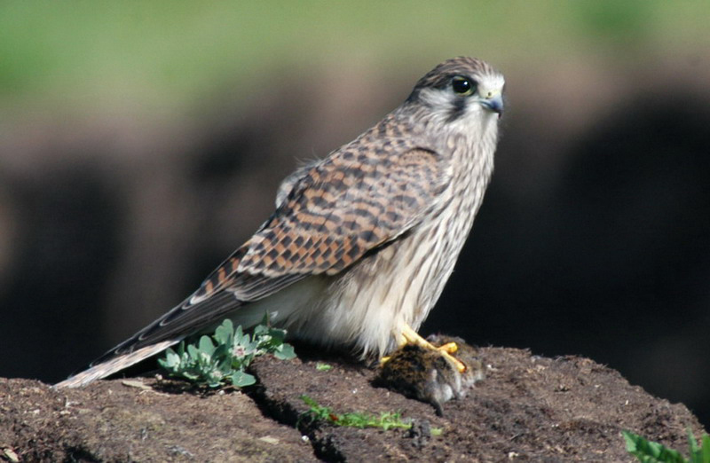 commonkestrel3