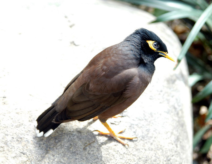 Acridotheres tristis