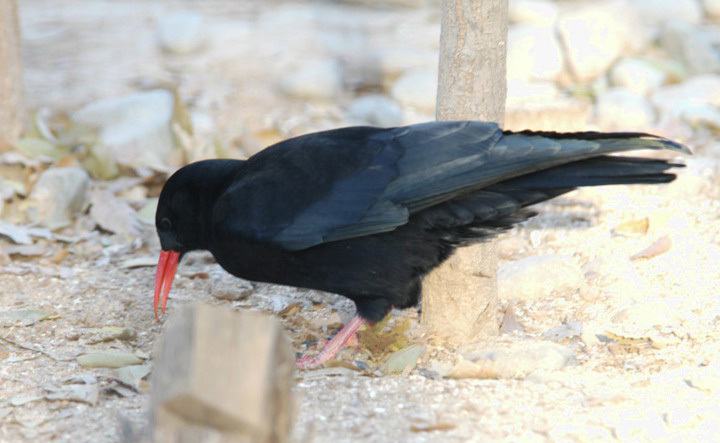 Pyrrhocorax