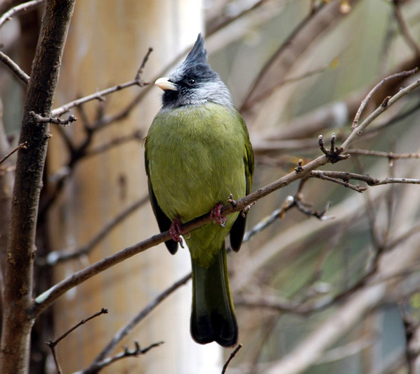 crestedfinchbill5