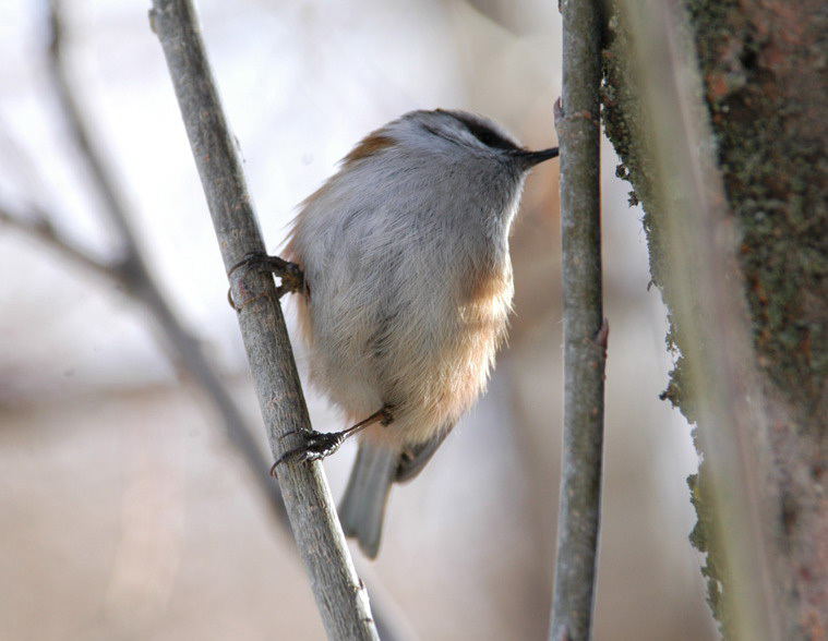 Passeriformes