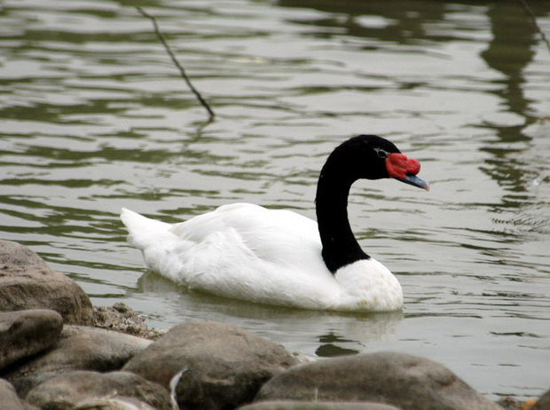 Anseriformes