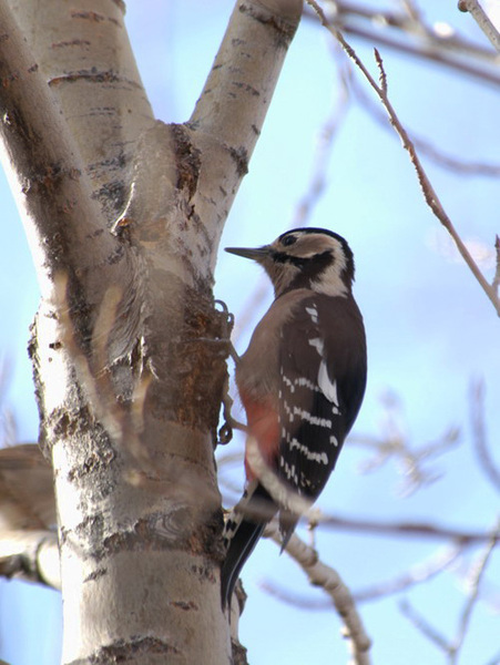 Dendrocopos major