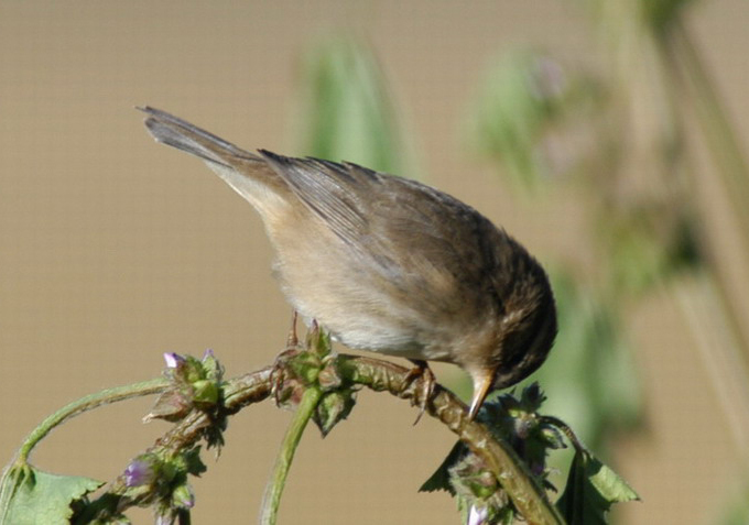 Passeriformes