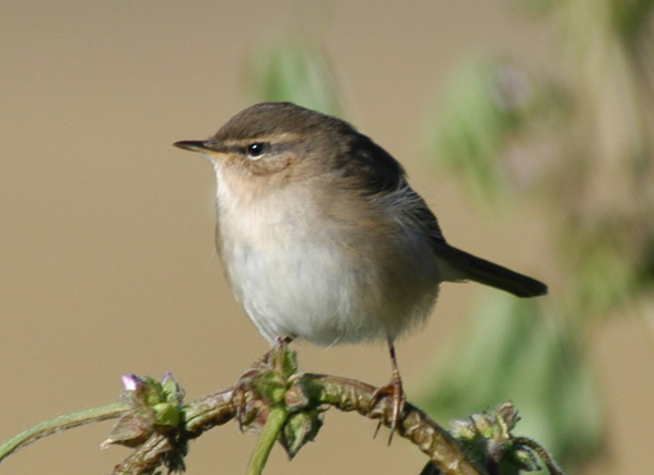 Phylloscopinae