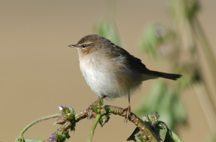 Passeriformes