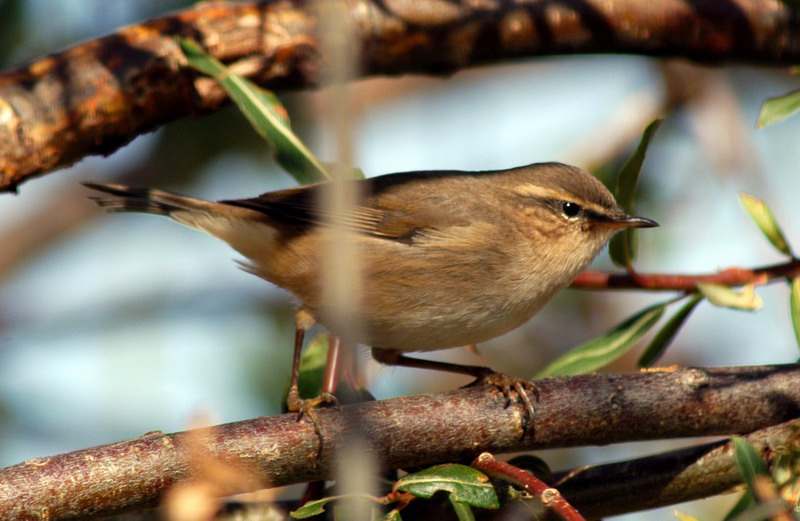 duskywarbler4