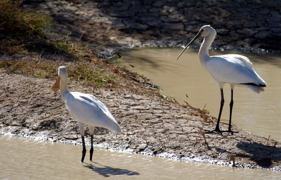 Platalea