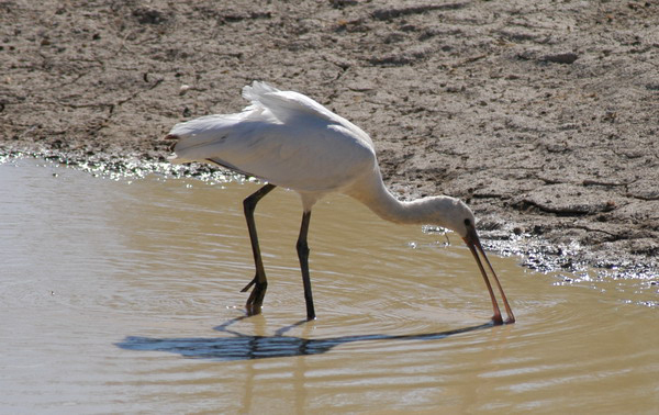 Platalea