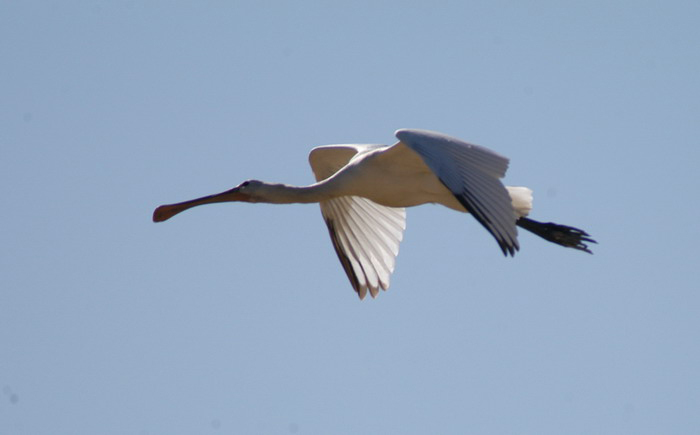 Platalea leucorodia