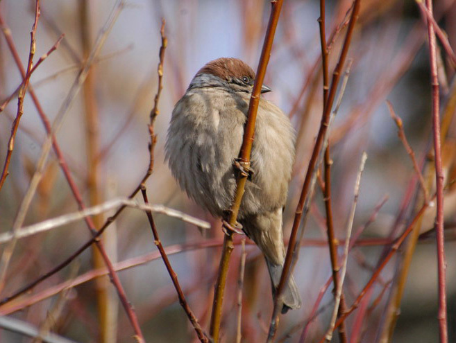 Passeriformes