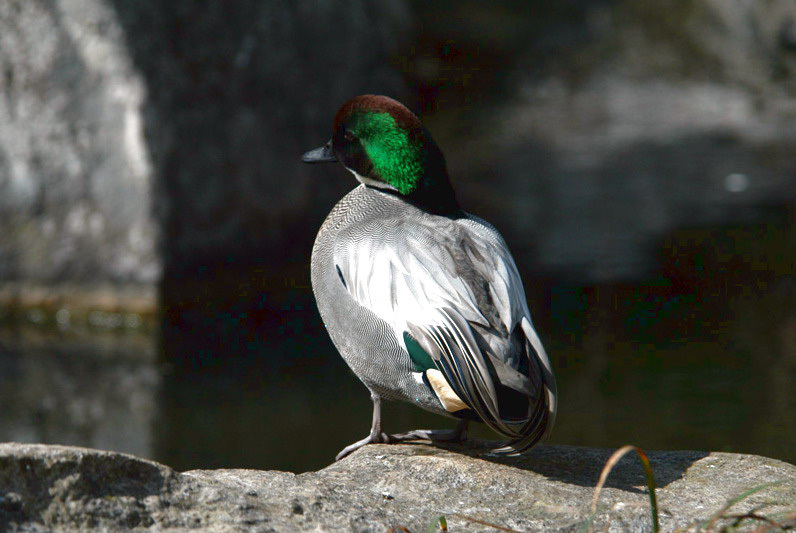 Anseriformes