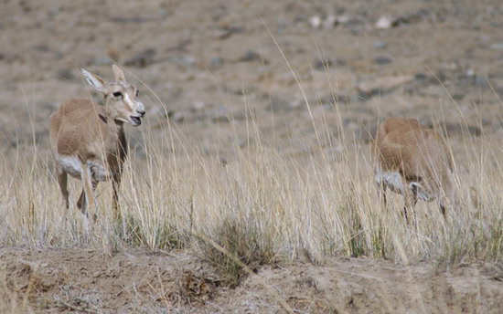 goiteredgazelles