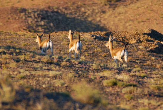 Gazella subgutturosa