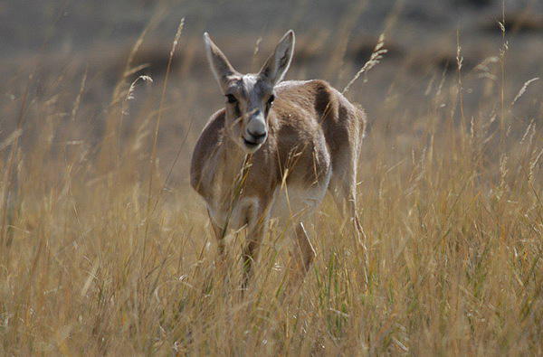 Gazella subgutturosa