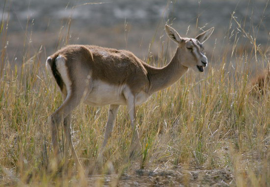 Gazella