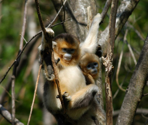 Cercopithecidae